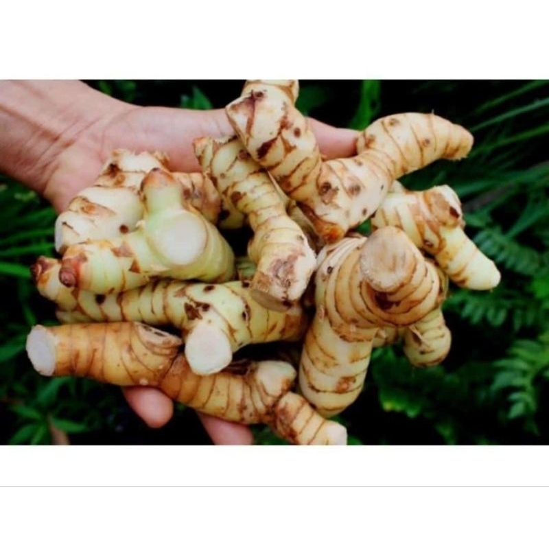 

LENGKUAS PUTIH LAJA SEGAR MURAH