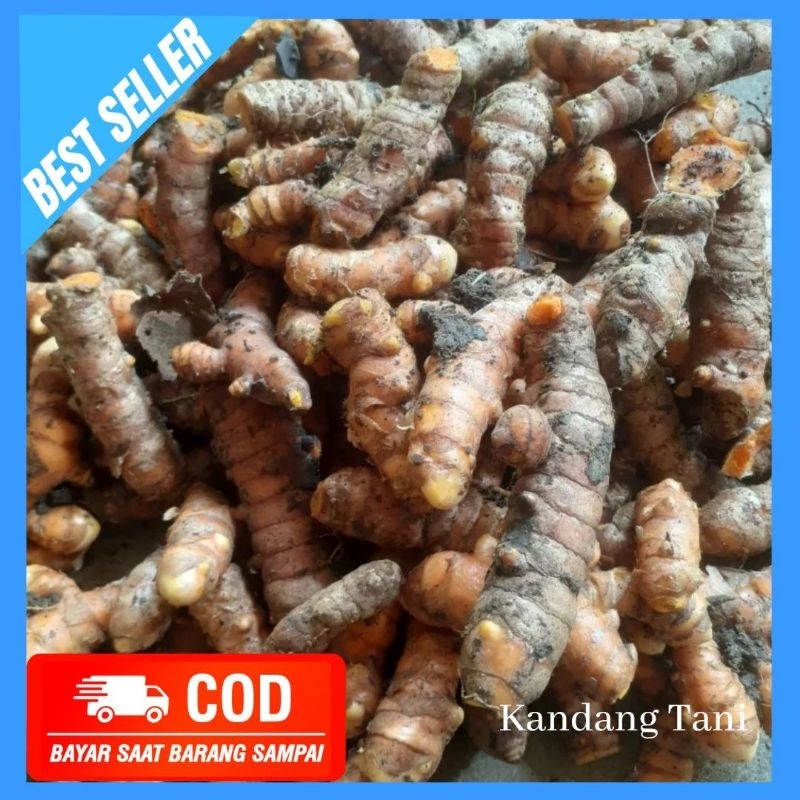 

kunyit kunir kuning 1 KG segar fresh