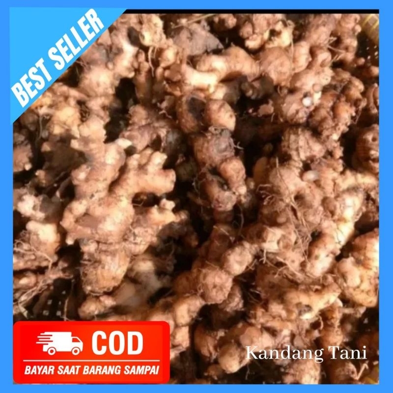 

Jahe Emprit 1kg 1 kg segar alami original asli super paris tua bahan baku serbuk wedang ronde hangat