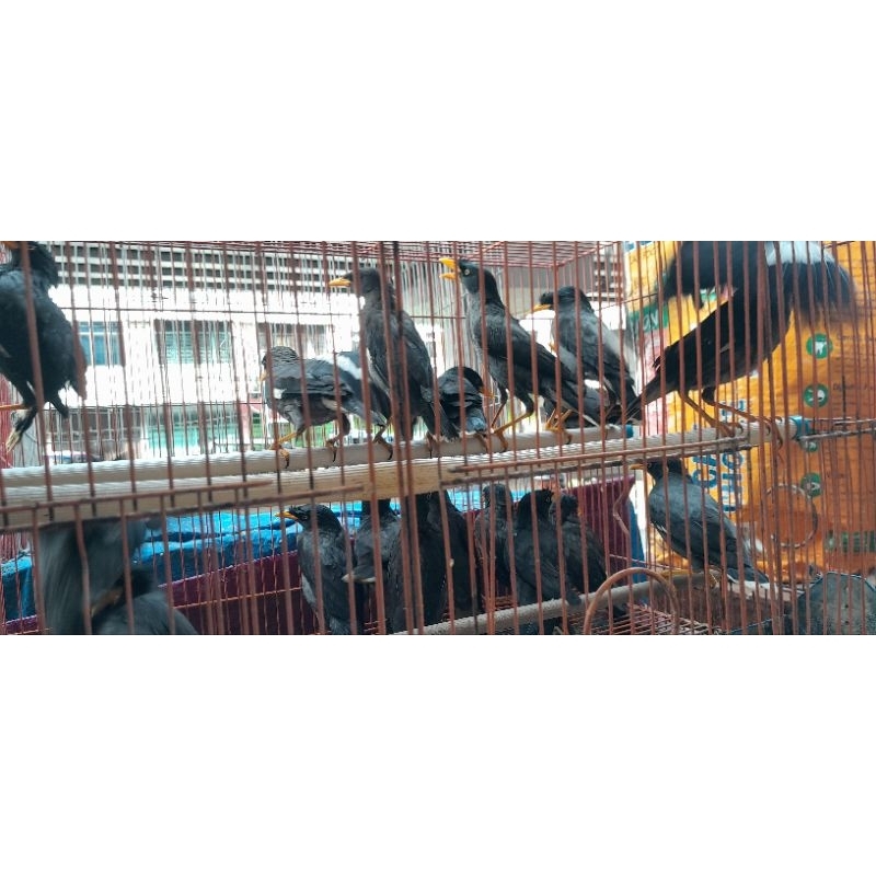 BURUNG PARUH KUNING BULU HITAM 1 EKOR