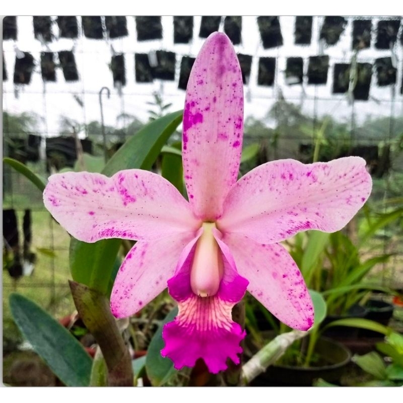 Cattleya Amethystoglossa x Nobilior var Coerulea koleksi