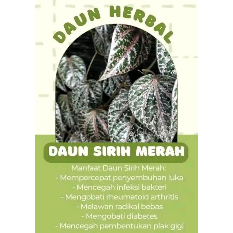 

DAUN SIRIH MERAH,5.000 dapat 10 lembar