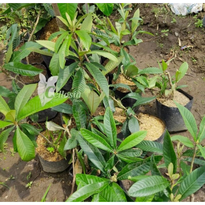 bibit leci kuning batang besar hasil cangkok