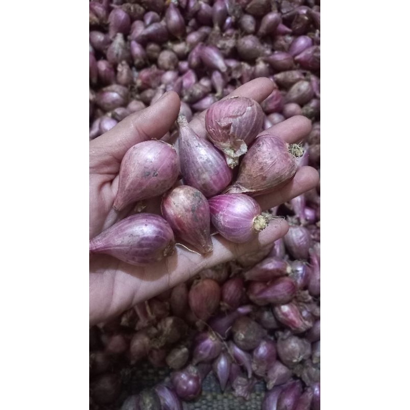 

BAWANG MERAH NGANJUK TANGGUNG-BESAR BERAT 1Kg