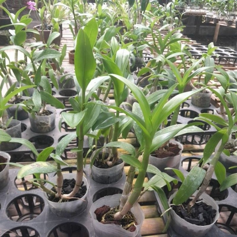 Dendrobium dewasa awal no id