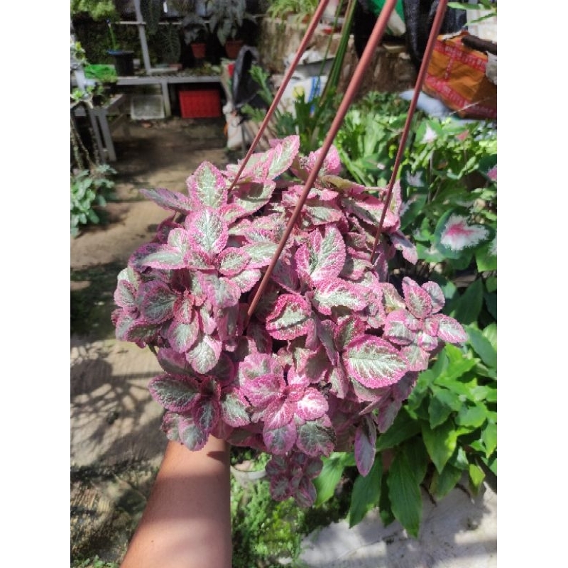 episcia cleopatra
