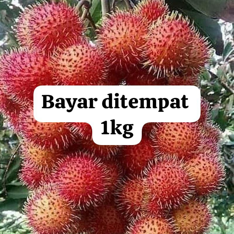 

Buah Rambutan Segar 1kg