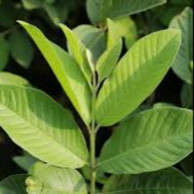 

Daun jambu biji segar 250 gram