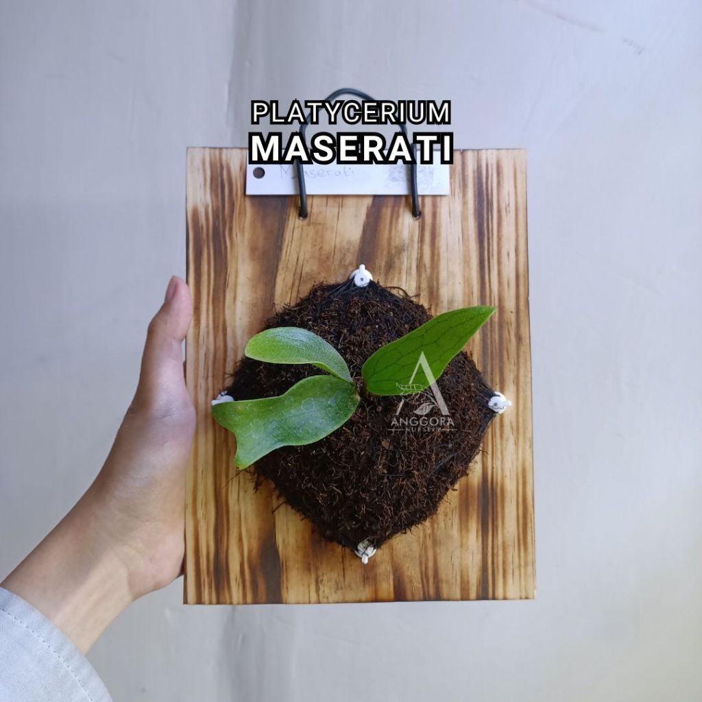 Platycerium Maserati