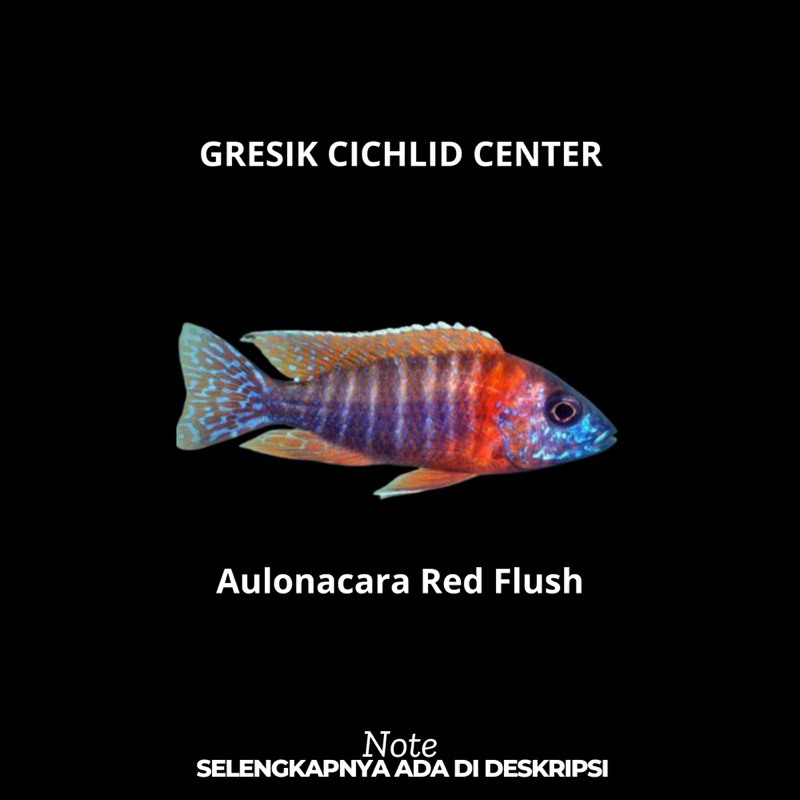 Cichlid Aulonacara Red Flush