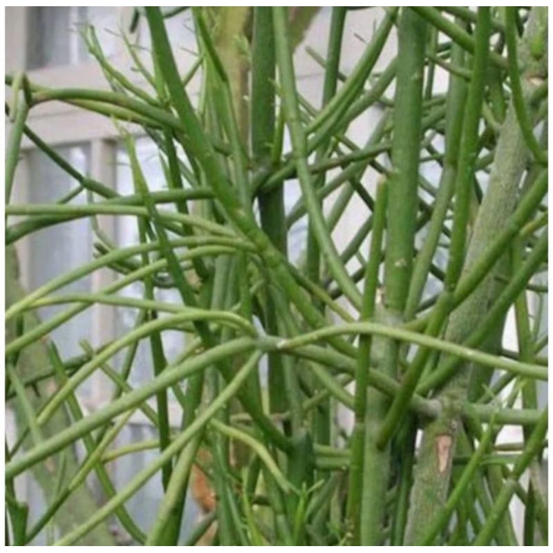 

pohon patah tulang herbal