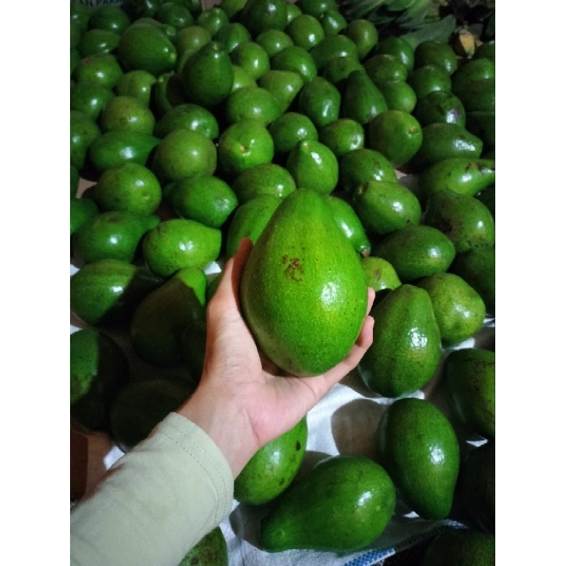 

Alpukat Mentega Lokal Murah