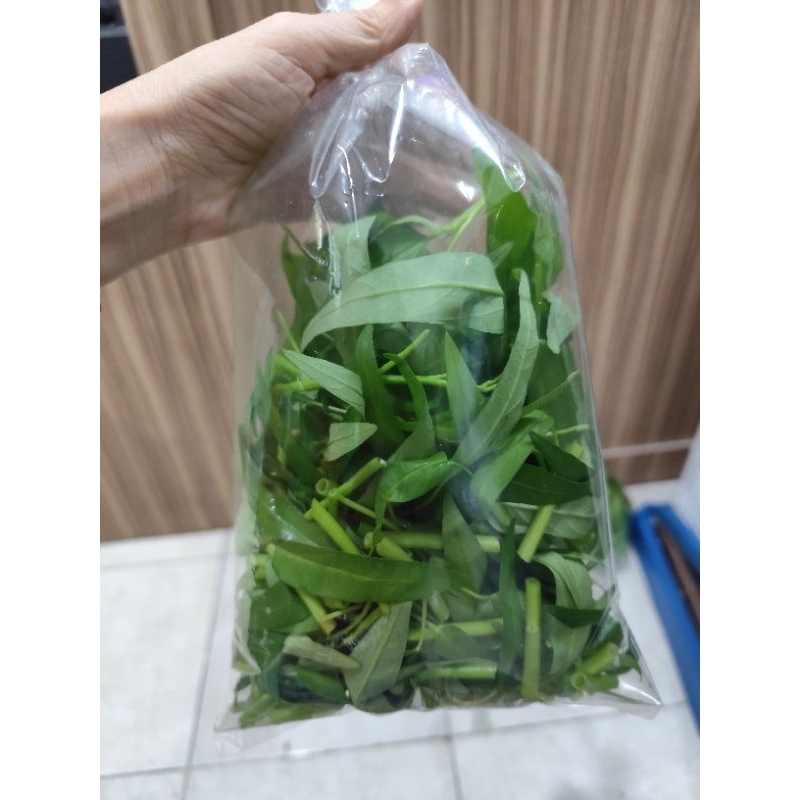 

kangkung hidroponik petik