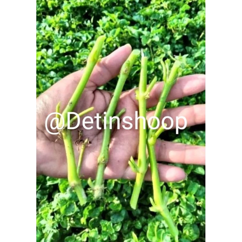 bibit/benih stek bayam brazil