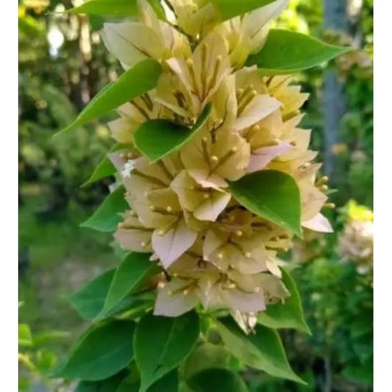 Bougenville Singapore kuning