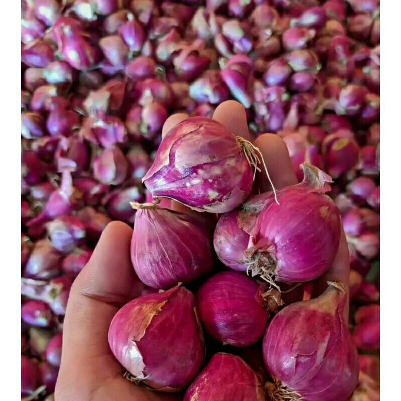 

Bawang Merah Lokal 1 Kg "CAMPUR" Besar/Kecil/Sedang