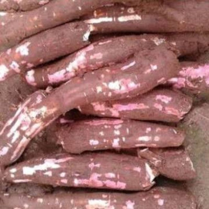 

SINGKON/SAMPEU KULIT MERAH EMPUK PULEN SEGER 1KG