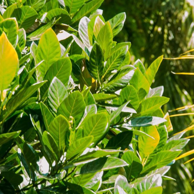 

Daun nangka (Artocarpus heterophyllus)