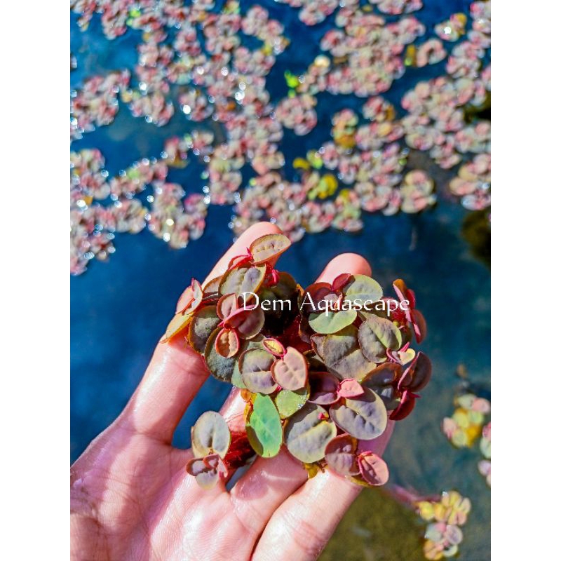 Phyllanthus fluitans tanaman apung hiasan aquarium
