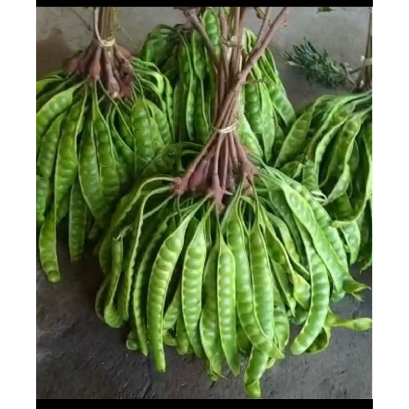 

Pete Sedang 12Papan Pete Tua pete tua murah pete padi tua