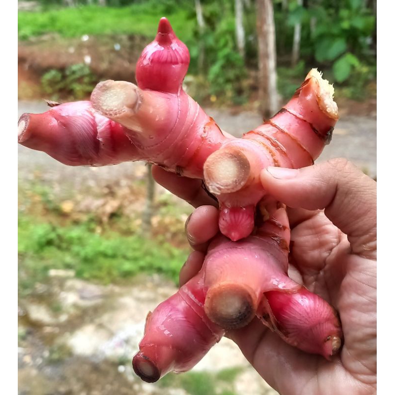 

Lengkuas merah/Laos segar 1 kg untuk bumbu masak