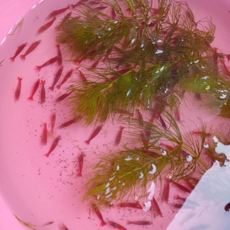 

udang hias red chery hiasan aquascape