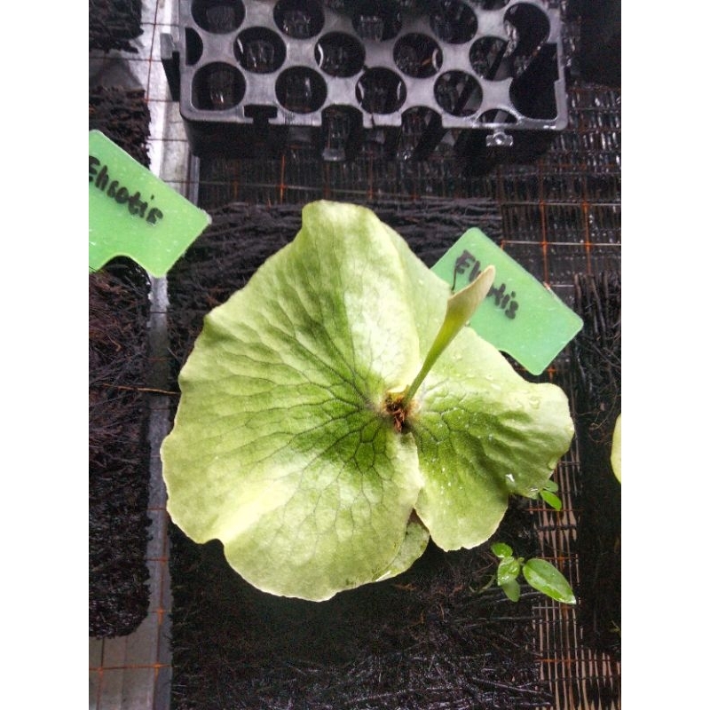 Platycerium elisotis, simbar elisotis