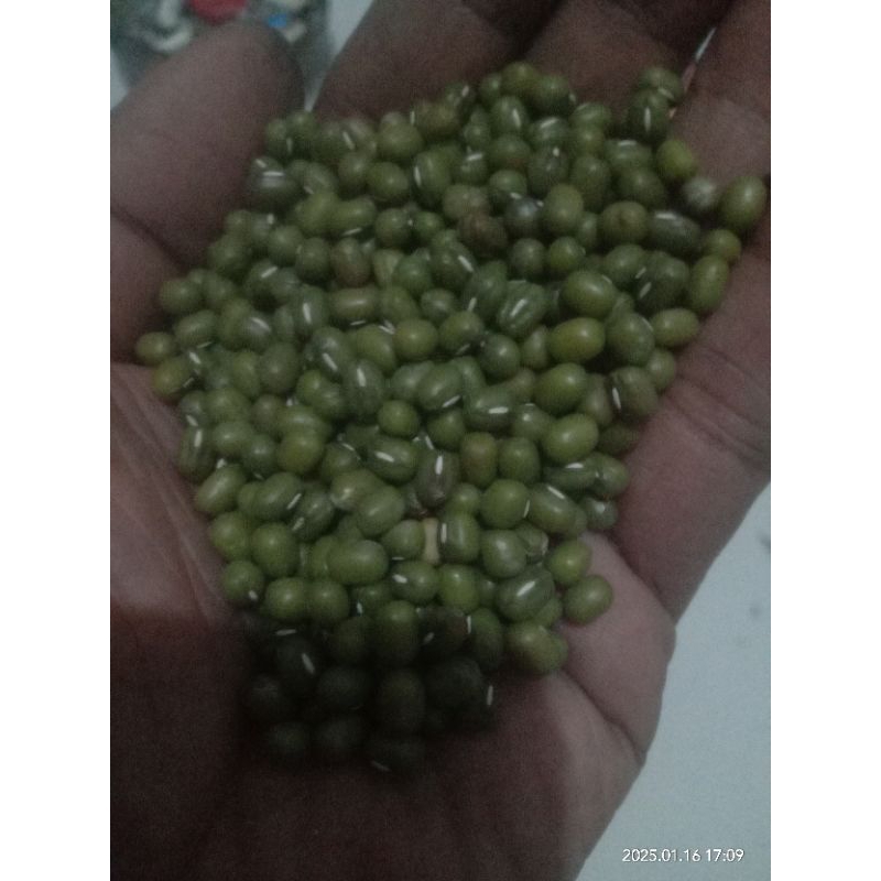 

Kacang hijau ( mung bean ) - imfort