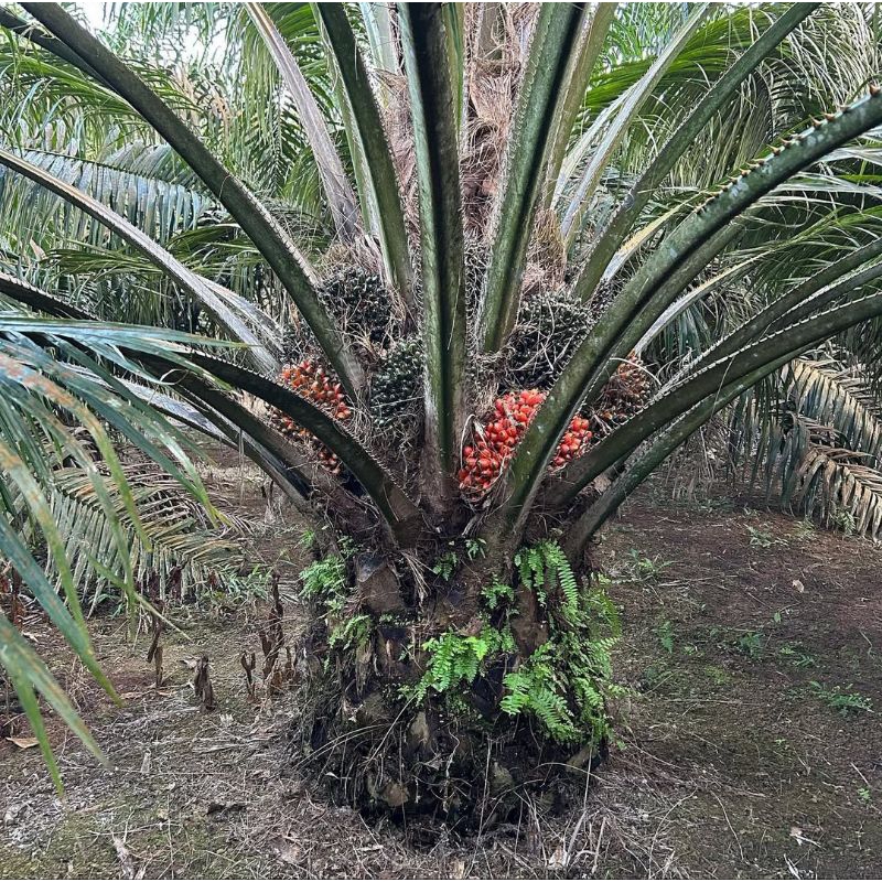 Benih Sawit Unggul TOPAZ 3 SERI 4 ORIGINAL bersertifikat