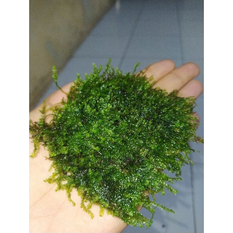 Java Moss Weeping Full Air ( Grade A ) Ukuran Mika 15x10