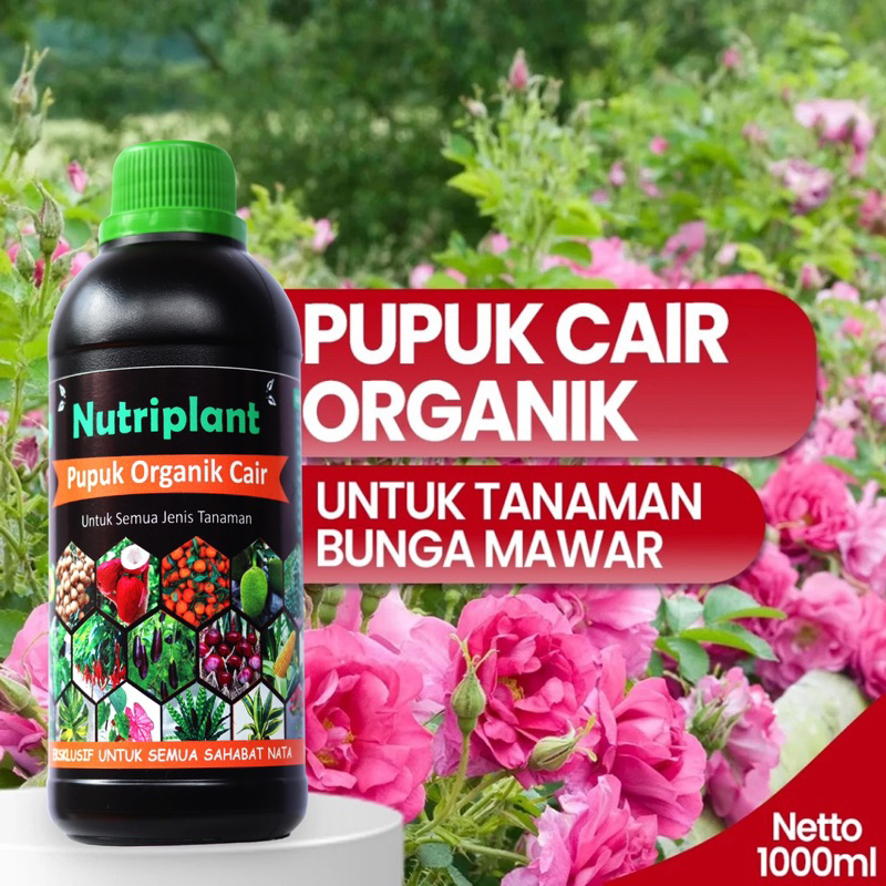 Pupuk Mawar | Pupuk Organik Cair Bunga Mawar | Pupuk Bunga