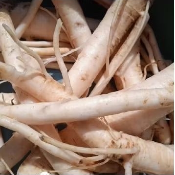 

akar pepaya 1kg herbal berkualitas