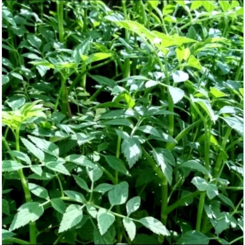 

termurah sayur tespong seladren organik siap konsumsi