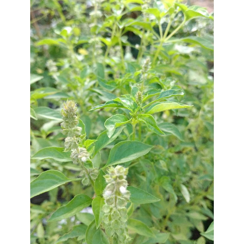 

termurah daun kemangi herbal per ikat