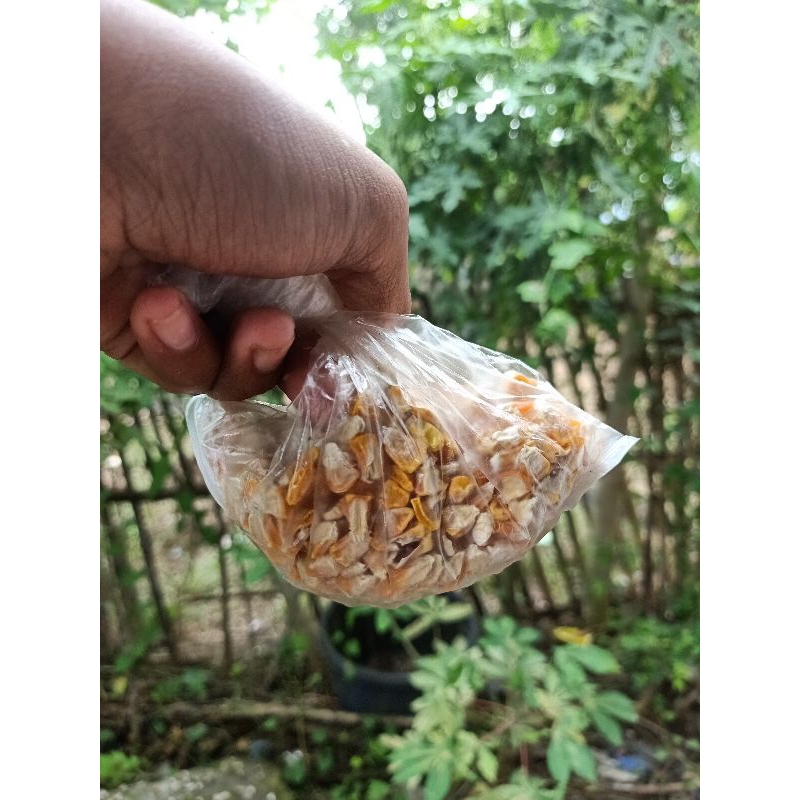 

jagung Paragon yg paling bagus dan besar dan manis murah bgt yg mau beli cekot ya 1 kilo