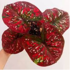 keladi kurusetra - caladium merah - tanaman hias murah meriah - keladi hybrid murah merah merona kur