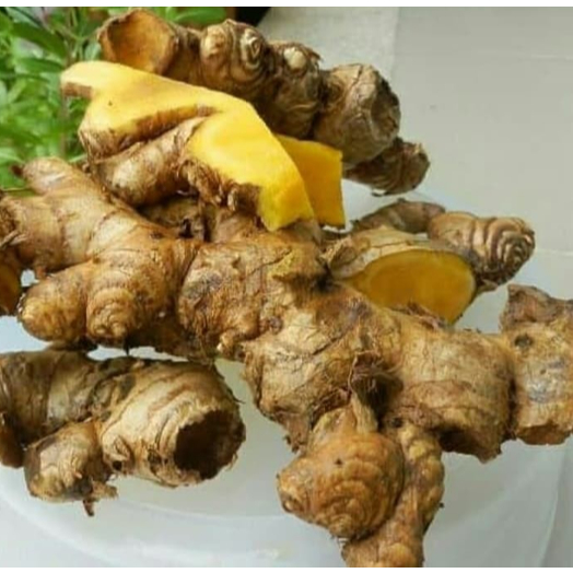 

HERBAL Bangle / bengle / panglai segar 250gr Bisa COD