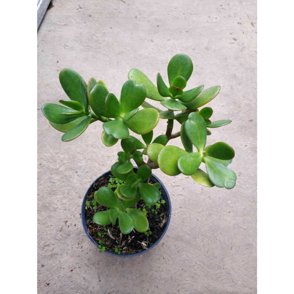 Tanaman Crassula Ovata ( jade plant )