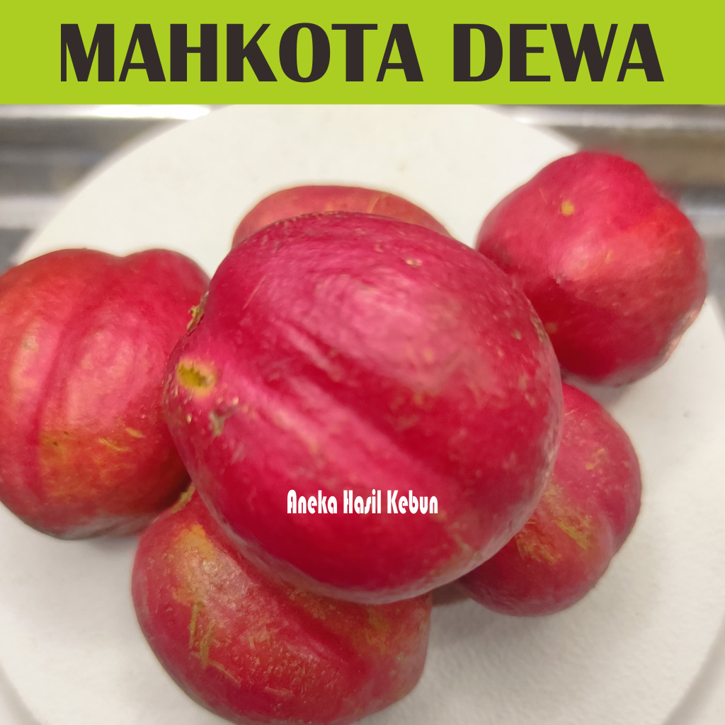 

Buah Mahkota Dewa / Simalakama Segar 1 Kg