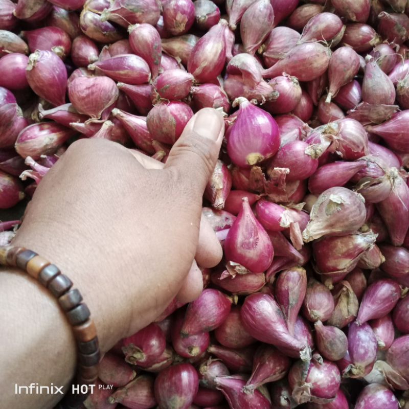 

Bawang Merah Supper Glowing