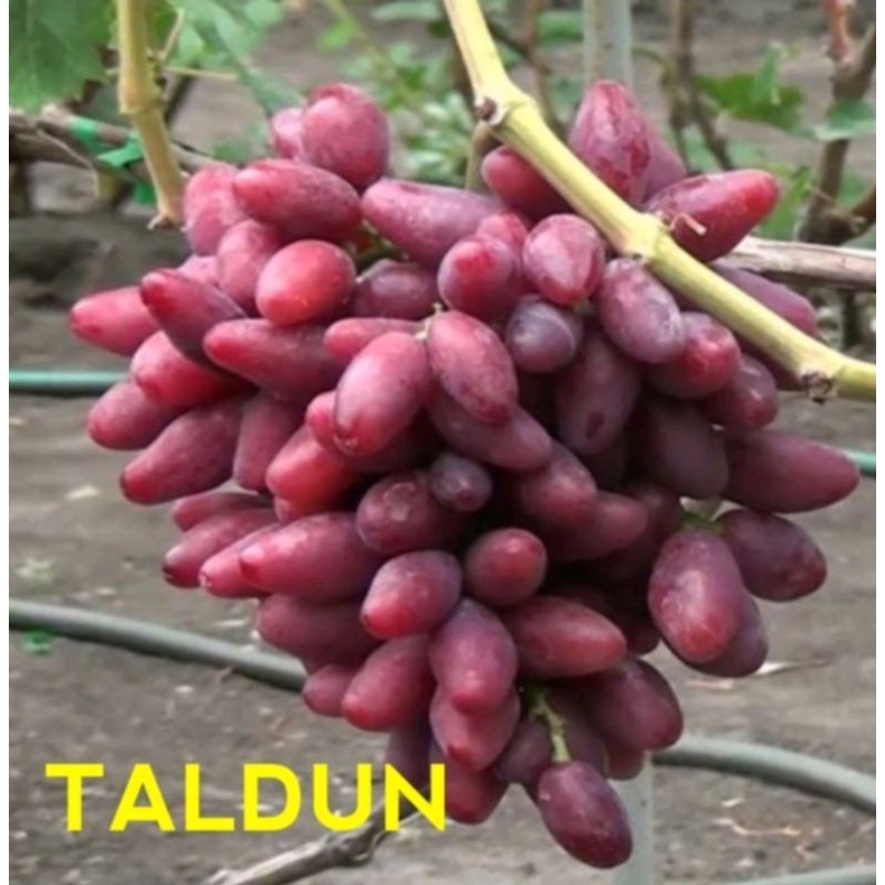 

bibit anggur import dixon valid