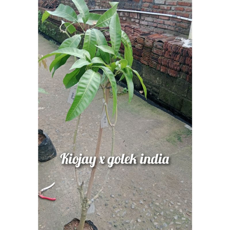 

kombinasi 2 in 1 mangga kiojay x golek india