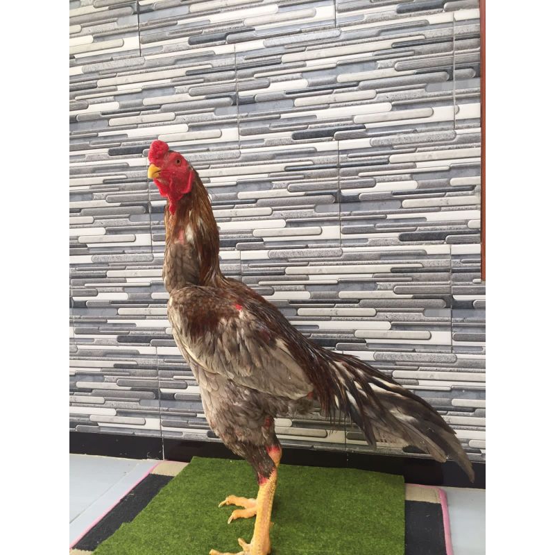 

TELUR AYAM BANGKOK JUMBO BERKUALITAS UNTUK DITETASKAN