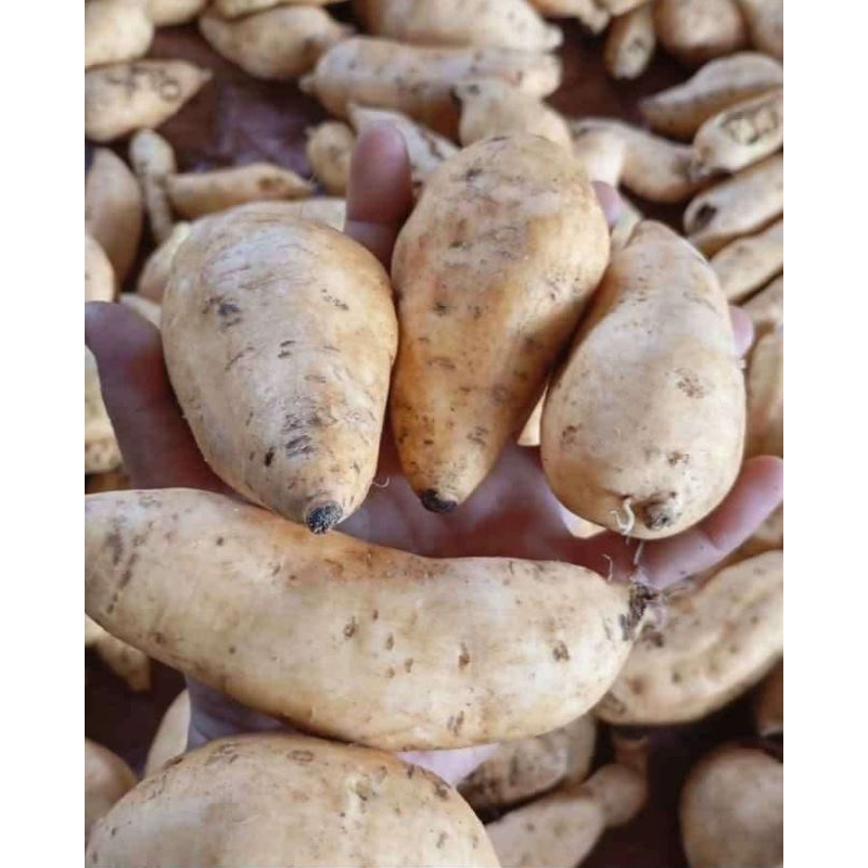 

1KG UBI MADU CILEMBU MANIS LEGIT PANEN TANAH WONOGIRI
