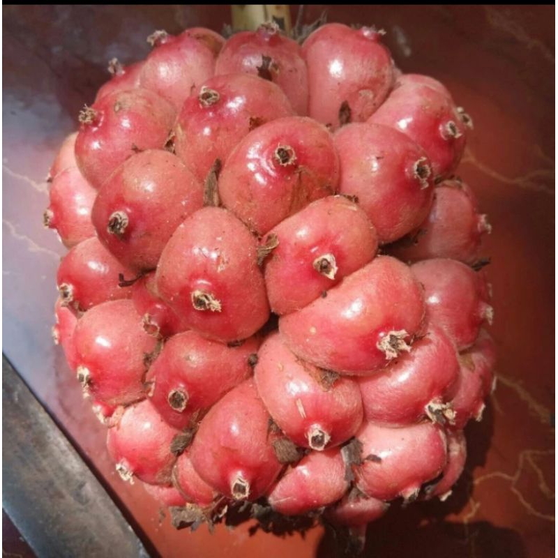 

BUAH KECOMBRANG BUAH HONJE BUAH KUNCUP PAKET 1KG