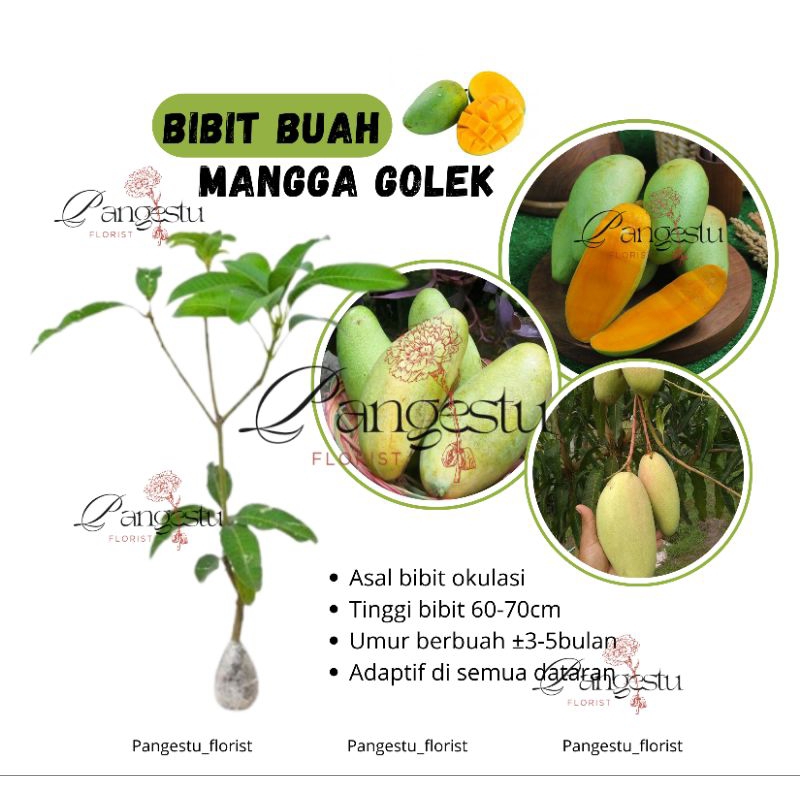 

Bibit Tanaman Mangga Golek