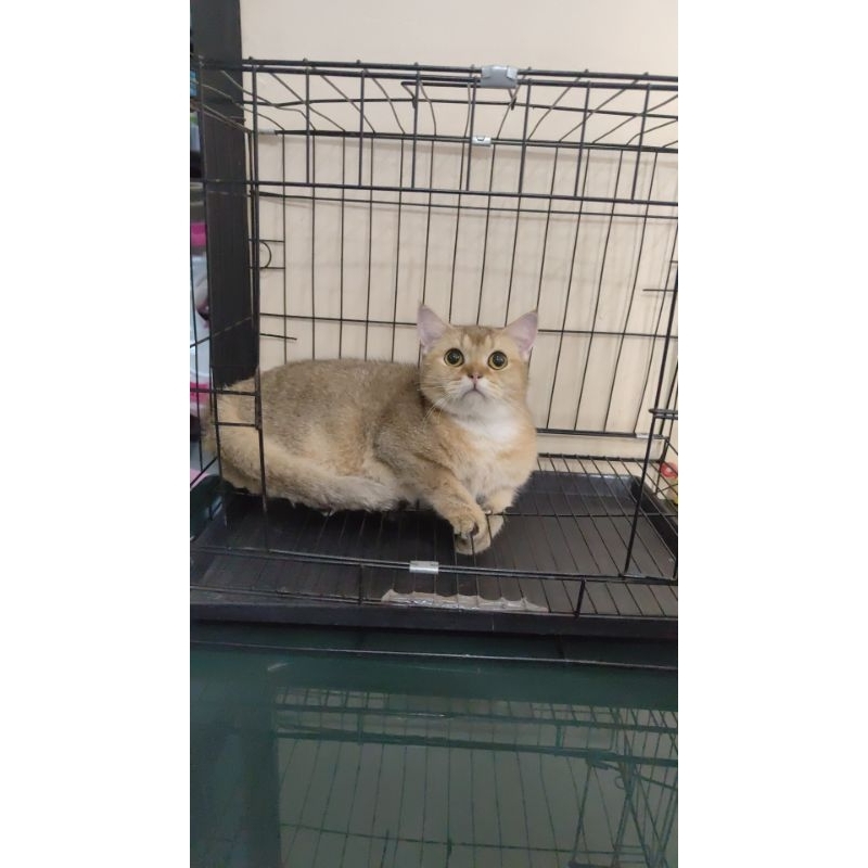 kucing kitten british shorthair golden bsh