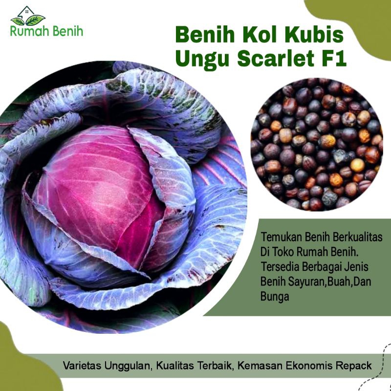Benih Kol Kubis Ungu Scarlet F1 / Bibit Benih Kol Ungu Unggulan / Biji Benih Kubis Ungu / Bibit Beni