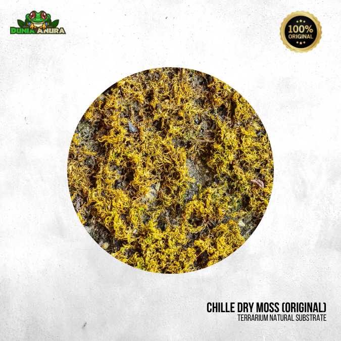 Chille Sphagnum Moss (moss kering)