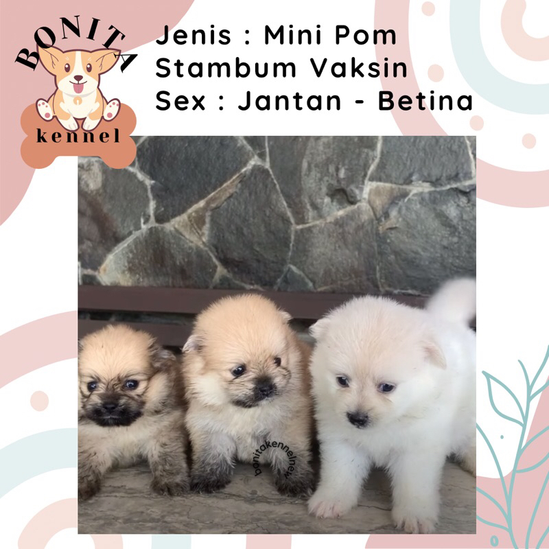 Mini Pom Stambum Jantan Betina Particolor Sable Anak Anjing Minipom Mini Pomeranian